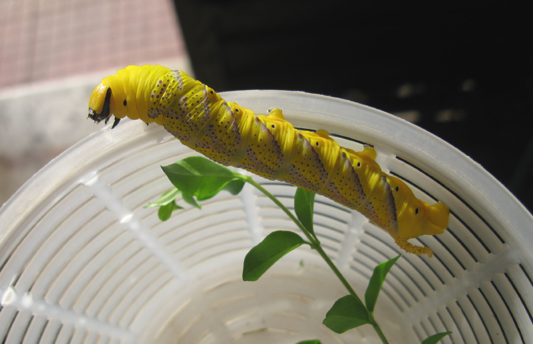 vorace bruo da identificare